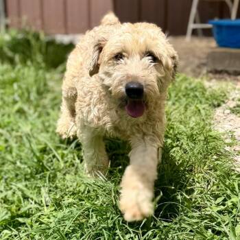 Brogan - Missouri (JY26-32) -  Wheaten Terrier Dog for Adoption in Peyton, Colorado - Brogan - Missouri (JY26-32) | PetCurious