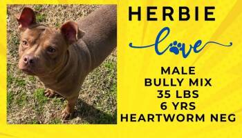 Rescue American Bulldog Dogs for Adoption in Milton, Florida - Mr. Cattleman | PetCurious
