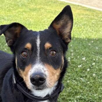 Welly -  Pembroke Welsh Corgi Dog for Adoption in Sacramento, California - Welly | PetCurious