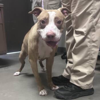 sugar -  Pit Bull Terrier Dog for Adoption in Yuma, Arizona - Sugar | PetCurious