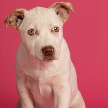 Cattle Dog Dogs Available for Adoption in South Elgin, Illinois - Sis Bunny | PetCurious