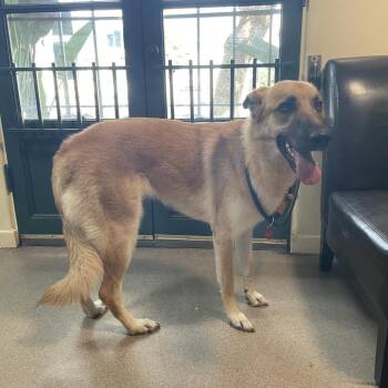 String Bean -  German Shepherd Dog and Mixed Breed Dog for Adoption in Pasadena, California - String Bean | PetCurious
