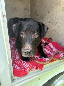 TIMMY -  Mixed Breed Dog for Adoption in West Palm Beach, Florida - TIMMY | PetCurious