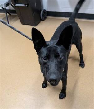 MISTY -  German Shepherd Dog and Mixed Breed Dog for Adoption in St. Peters, Missouri - MISTY | PetCurious