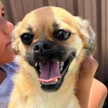 AVAILABLE  8/30 CINNAMON -  Pekingese and Chihuahua Dog for Adoption in Loves Park, Illinois - AVAILABLE  8/30 CINNAMON | PetCurious