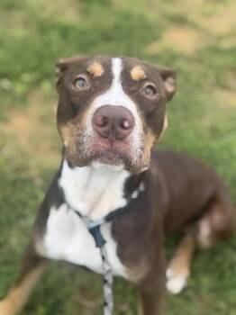Wheely whopper -  Mixed Breed Dog for Adoption in Atlanta, Georgia - Wheely Whopper | PetCurious