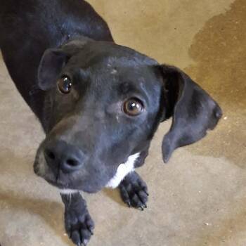 260616K126 - Chip -  Black Labrador Retriever and Mixed Breed Dog for Adoption in Enterprise, Alabama - 260616K126 - Chip | PetCurious