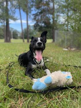 Randall (In Foster) -  Border Collie Dog Available for Adoption in Elmwood, Louisiana - Randall (In Foster) | PetCurious