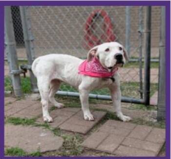Becca -  Boxer and American Bulldog Dog for Adoption in Magnolia, Texas - Becca | PetCurious
