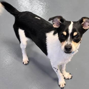 Jack -  Rat Terrier and Mixed Breed Dog for Adoption in Pelham, New Hampshire - Jack | PetCurious