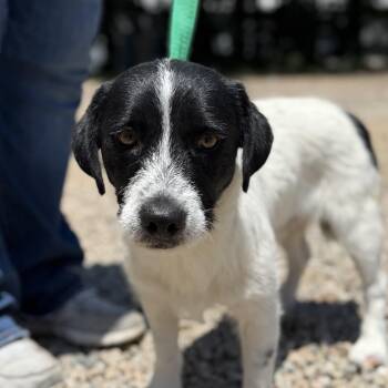 A1 Sauce -  Wirehaired Terrier Dog for Adoption in Columbia, South Carolina - A1 Sauce | PetCurious