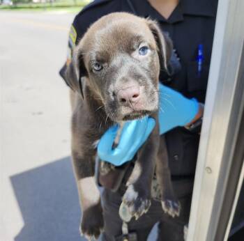 CRYSTAL -  Labrador Retriever Dog for Adoption in San Antonio, Texas - CRYSTAL | PetCurious