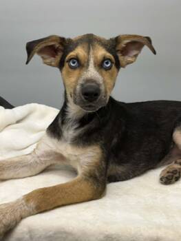 Sarah -  German Shepherd Dog Dog for Adoption in Mobile, Alabama - Sarah | PetCurious