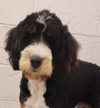 Logan -  Bernedoodle Dog for Adoption in Smithfield, Pennsylvania - Logan | PetCurious