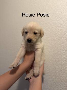 Anatolian Shepherd and Great Pyrenees Dogs Available for Adoption - Rosie Posie | PetCurious