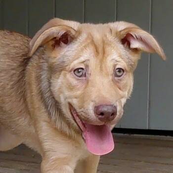 Shepherd Dogs Available for Adoption in Austin, Texas - Ginger JA | PetCurious