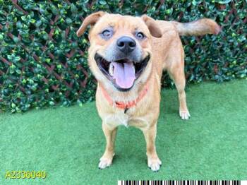 NIMBUS -  Mixed Breed Dog for Adoption in West Palm Beach, Florida - NIMBUS | PetCurious