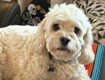 Jack -  Cockapoo Dog for Adoption in Pasco, Washington - Jack | PetCurious