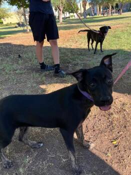 Black Labrador Retriever Dogs Available for Adoption - Lilies  | PetCurious