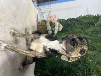 Rescue Mixed Breed Dogs for Adoption in Richmond, Virginia - Cashew | PetCurious