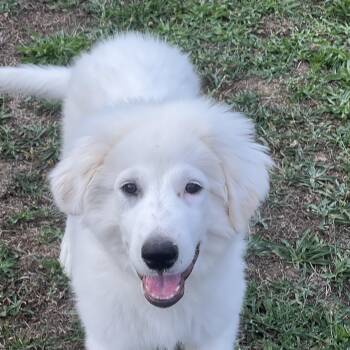 JONAH -  Great Pyrenees Dog for Adoption in Granite Bay, California - JONAH | PetCurious