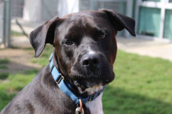 Rescue Pit Bull Terrier and Mixed Breed Dogs for Adoption in Kansas City, Missouri - Leo | PetCurious