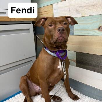 Mixed Breed Dogs Available for Adoption - Fendi | PetCurious