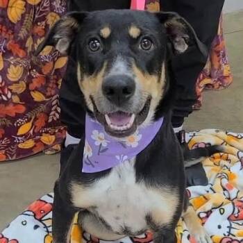 Dolly -  Shepherd Dog for Adoption in Williston, Vermont - Dolly | PetCurious