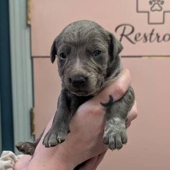 Filet-O-Fish -  Mixed Breed Dog for Adoption in Huntsville, Arkansas - Filet-O-Fish | PetCurious