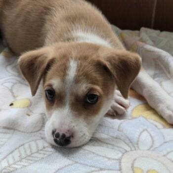Lock -  Mixed Breed Dog for Adoption in Toms River, New Jersey - Lock | PetCurious