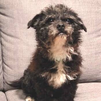 Terrier Dogs Available for Adoption - Curtis | PetCurious