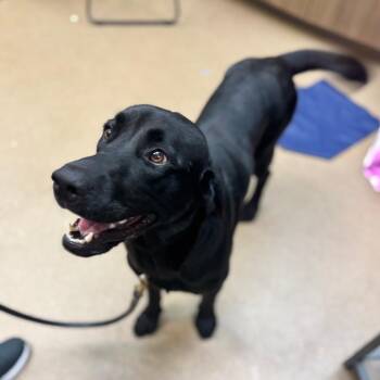 Black Labrador Retriever Dogs Available for Adoption - Jet | PetCurious