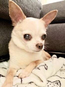 Rescue Mixed Breed Dogs for Adoption in Montreal, Quebec - Rosie (Momo) | PetCurious