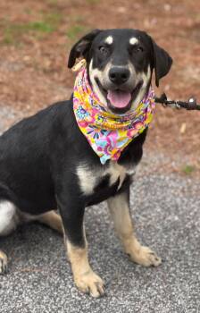 German Shepherd Dog Dogs Available for Adoption - Princess 2026 | PetCurious