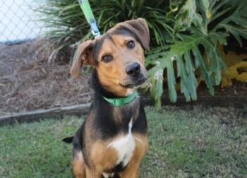 Rescue Retriever and Mixed Breed Dogs for Adoption in Brunswick, Georgia - Jetson | PetCurious