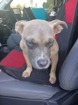 Q -  Mixed Breed Dog for Adoption in Atlanta, Georgia - Q | PetCurious