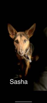 German Shepherd Dog Dogs Available for Adoption - Sasha | PetCurious