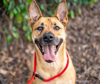 Rescue German Shepherd Dog and Mixed Breed Dogs for Adoption in San Jose, California - BEAU | PetCurious
