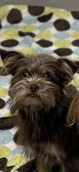 Yorkshire Terrier and Mixed Breed Dogs Available for Adoption in Sugar Land, Texas - CHANEL | PetCurious