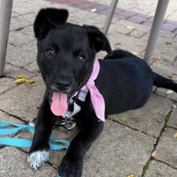 Pepper -  Terrier Dog for Adoption in La Grange, Kentucky - Pepper | PetCurious