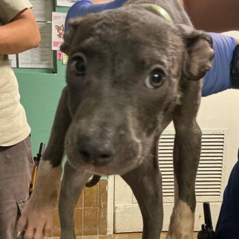 IVHS-A-143007 -  Pit Bull Terrier Dog for Adoption in San Gabriel, California - IVHS-A-143007 | PetCurious