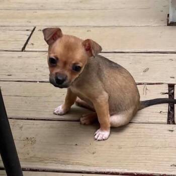 Tallulah -  Mixed Breed Dog for Adoption in Fredericksburg, Virginia - Tallulah | PetCurious