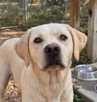 Demerston / Tengen -  Labrador Retriever and Boxer Dog for Adoption in Broomfield, Colorado - Demerston / Tengen | PetCurious