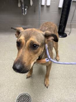 Rescue German Shepherd Dog and Mixed Breed Dogs for Adoption in Las Vegas, Nevada - SALLY | PetCurious