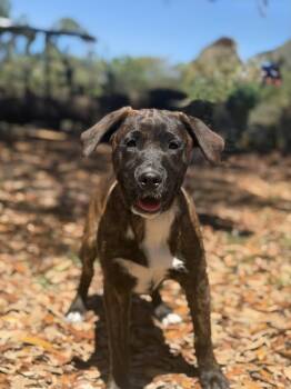 Golden Retriever and Australian Cattle Dog Blue Heeler Dogs Available for Adoption - Deana Carter | PetCurious