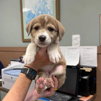 Tan/Wht Female -  Mixed Breed Dog for Adoption in Montgomery, Texas - Tan/Wht Female | PetCurious