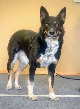Rescue Cattle Dog Dogs for Adoption in Bend, Oregon - Minty | PetCurious
