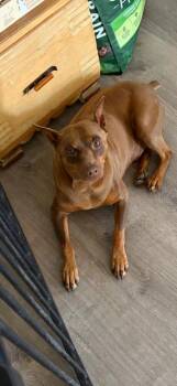 Miniature Pinscher Dogs Available for Adoption in Carlsbad, California - Rusteze | PetCurious