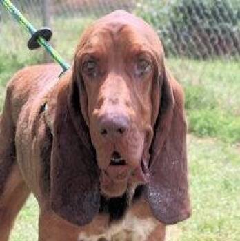 Bloodhound Dogs Available for Adoption - Funny Bone (GA) | PetCurious