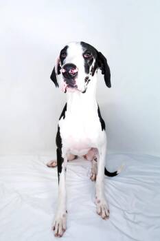 Guinevere -  Great Dane Dog for Adoption in Bixby, Oklahoma - Guinevere | PetCurious